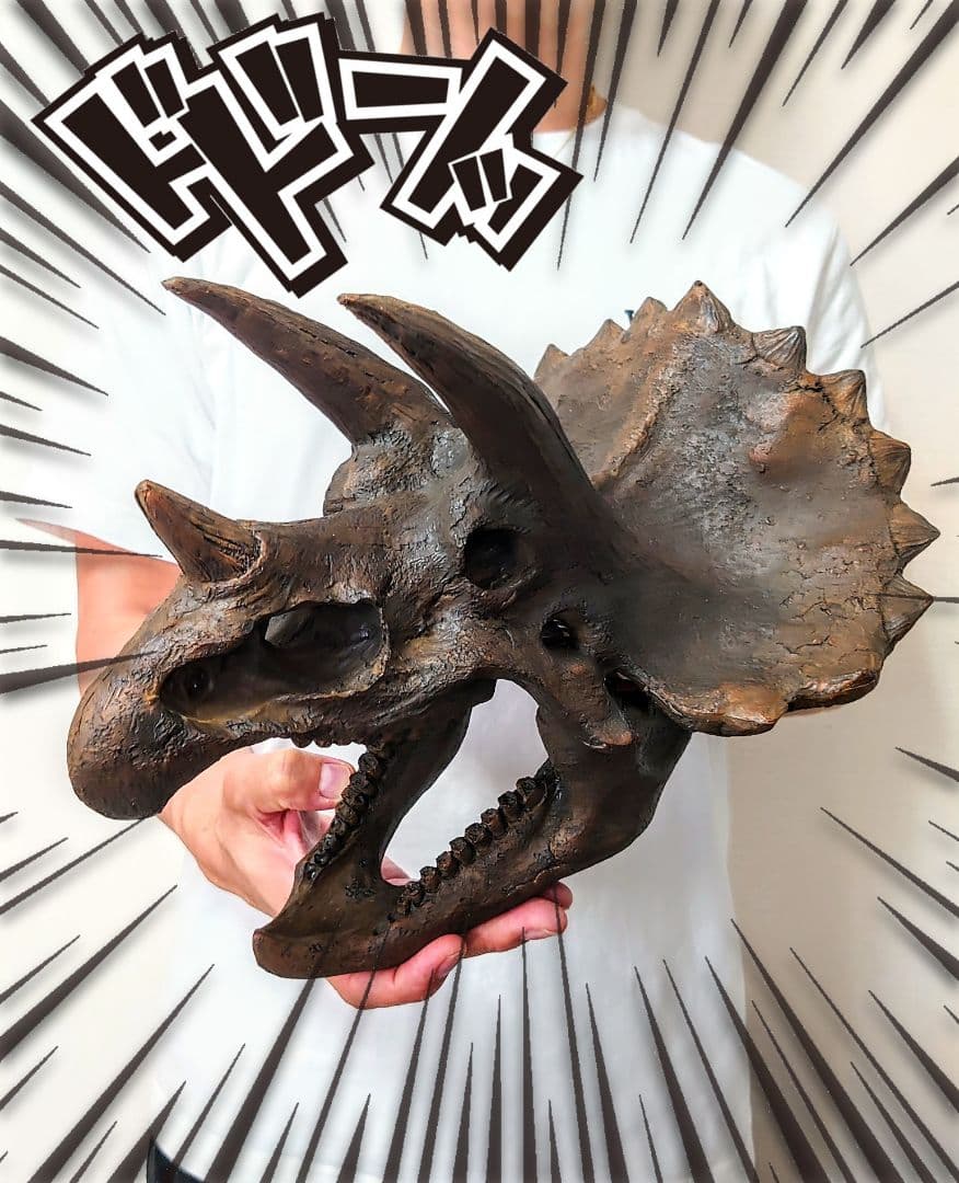 【DINOWORLD】トリケラトプス 頭骨レプリカ ※箱無し
