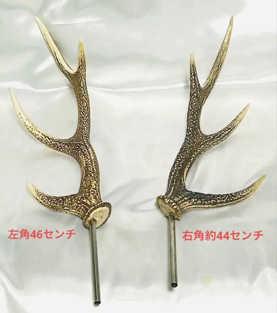 鹿の角　左右セット　テント タープ　希少！4角品（左右8ポイント）