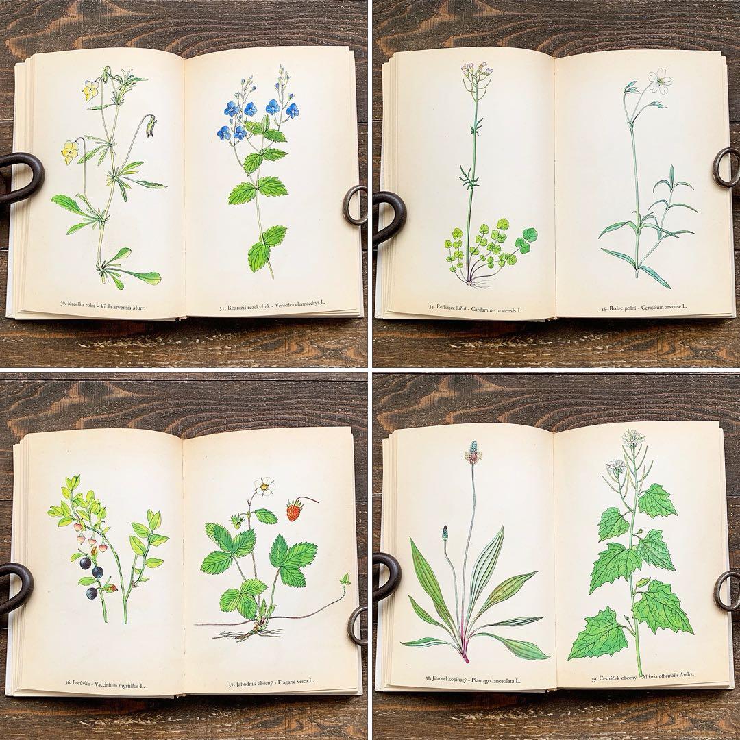 [158点の美しい植物画]チェコの古いさ植物図鑑(1936年)/ボタニカルアート