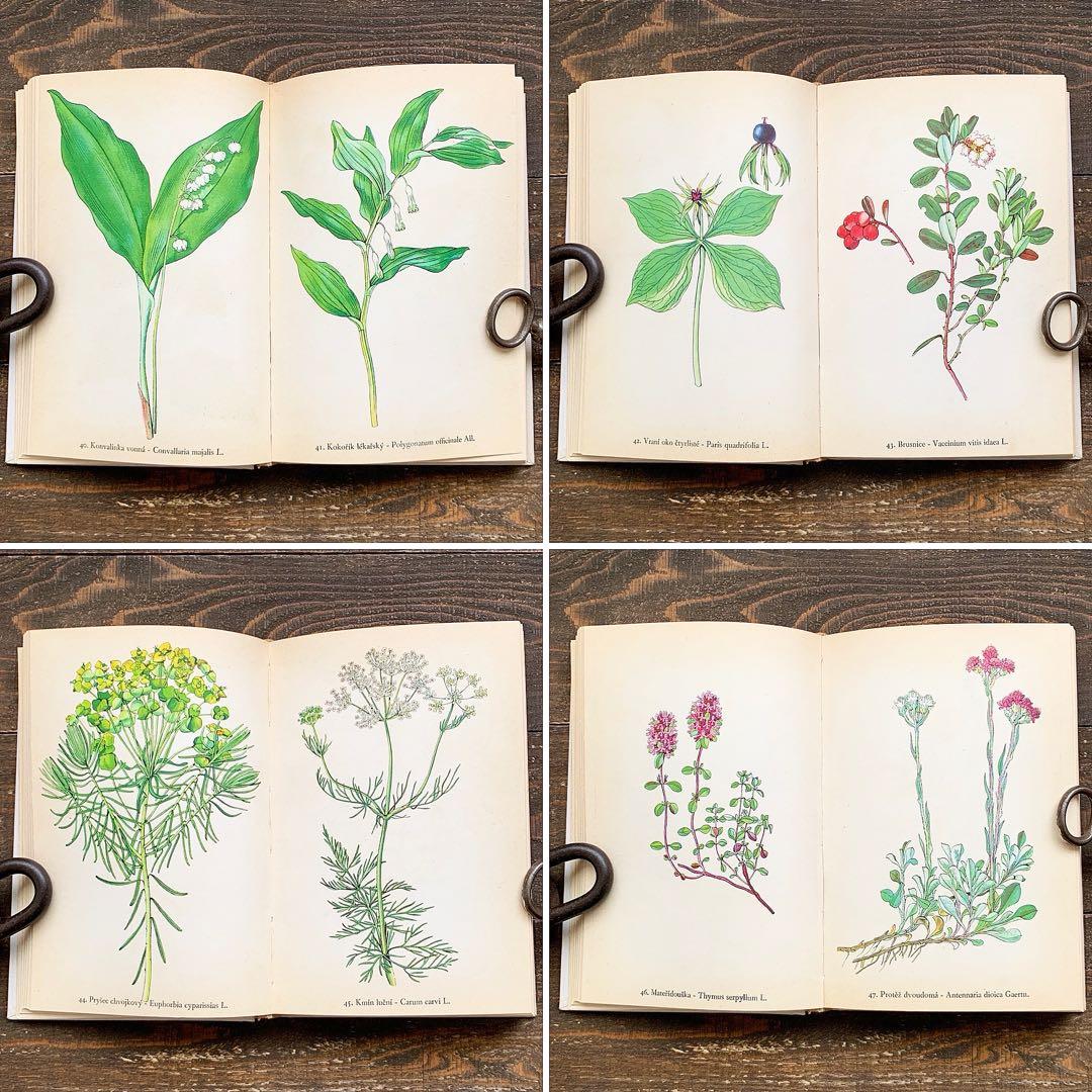 [158点の美しい植物画]チェコの古いさ植物図鑑(1936年)/ボタニカルアート