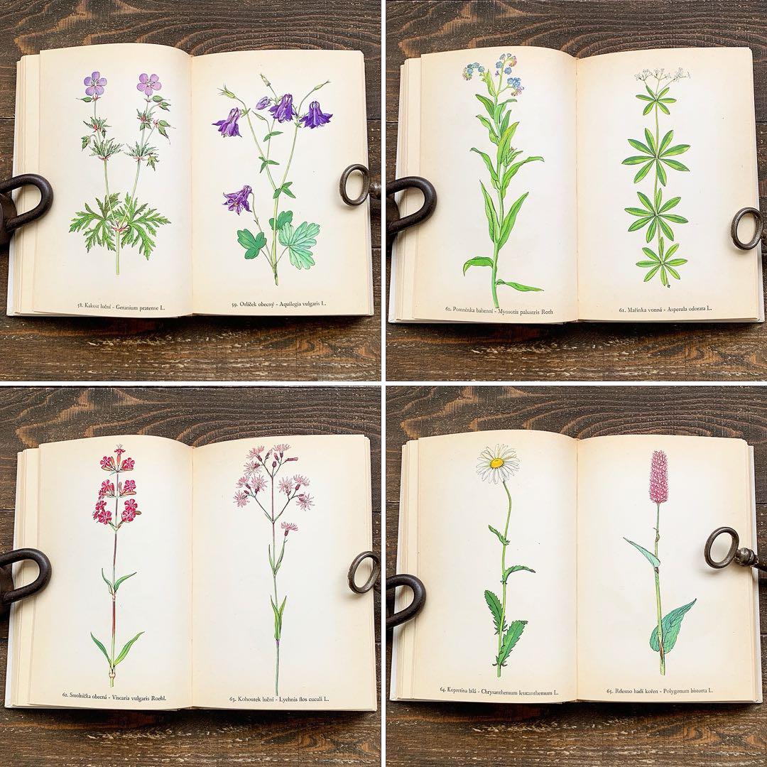 [158点の美しい植物画]チェコの古いさ植物図鑑(1936年)/ボタニカルアート