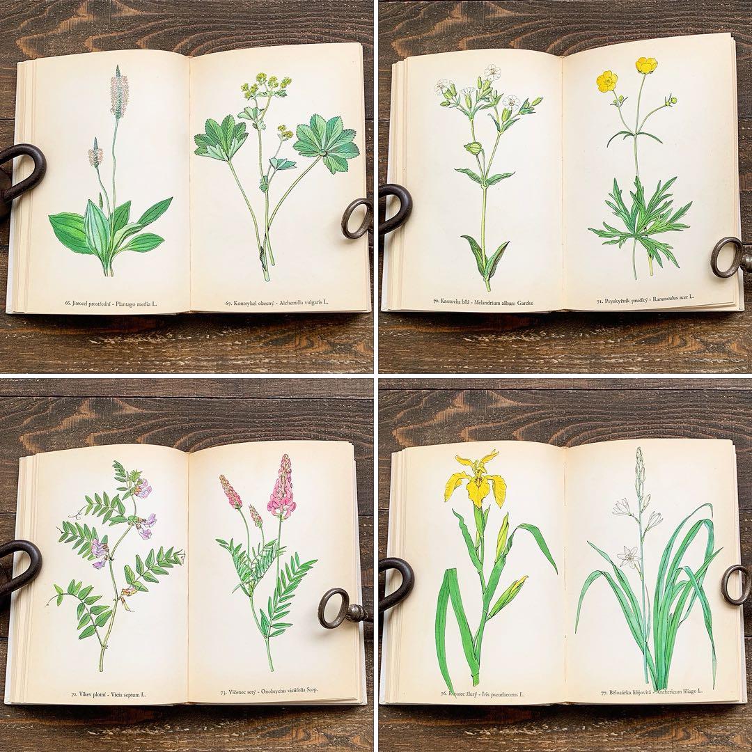 [158点の美しい植物画]チェコの古いさ植物図鑑(1936年)/ボタニカルアート