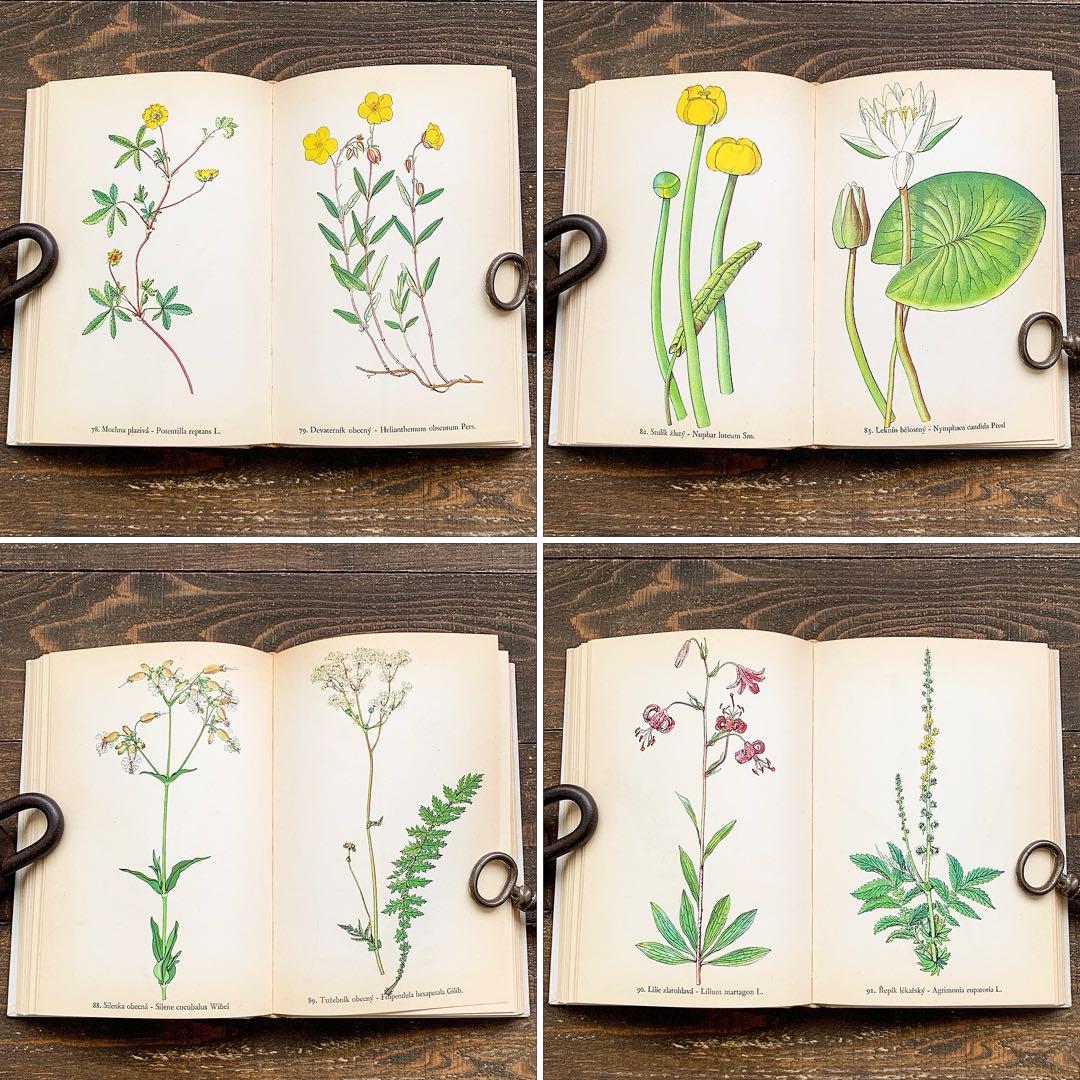 [158点の美しい植物画]チェコの古いさ植物図鑑(1936年)/ボタニカルアート