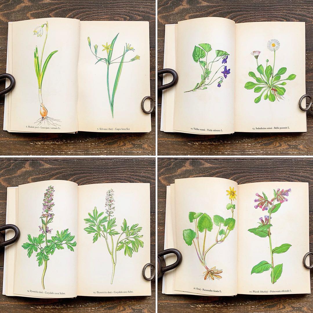 [158点の美しい植物画]チェコの古いさ植物図鑑(1936年)/ボタニカルアート