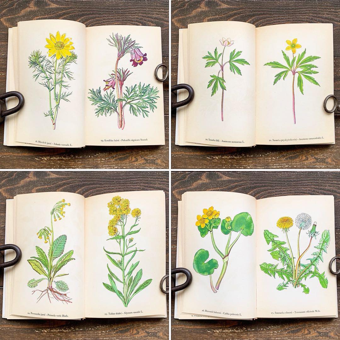 [158点の美しい植物画]チェコの古いさ植物図鑑(1936年)/ボタニカルアート