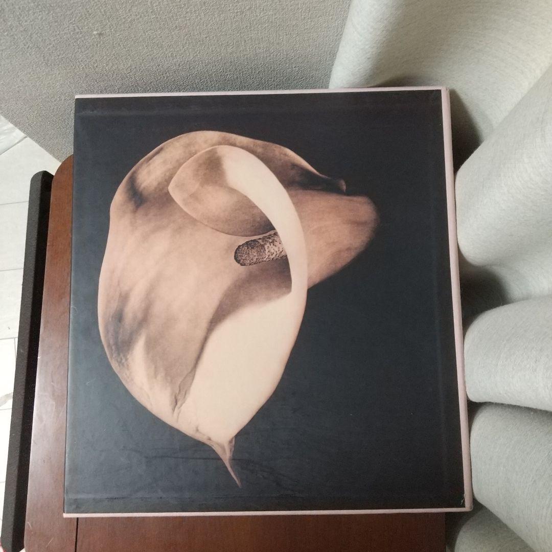 Robert Mapplethorpe Pistils写真集花特集