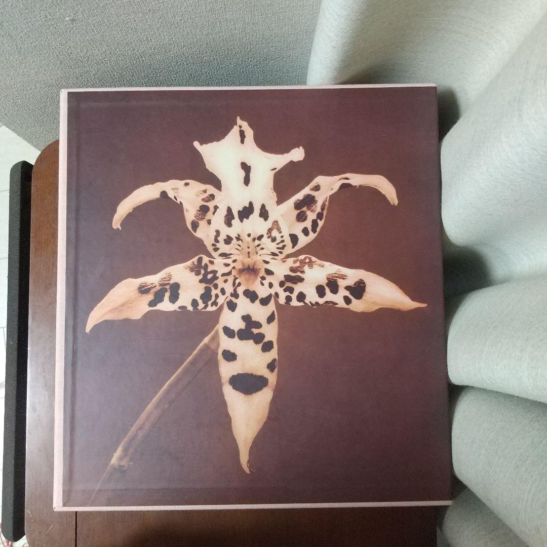 Robert Mapplethorpe Pistils写真集花特集