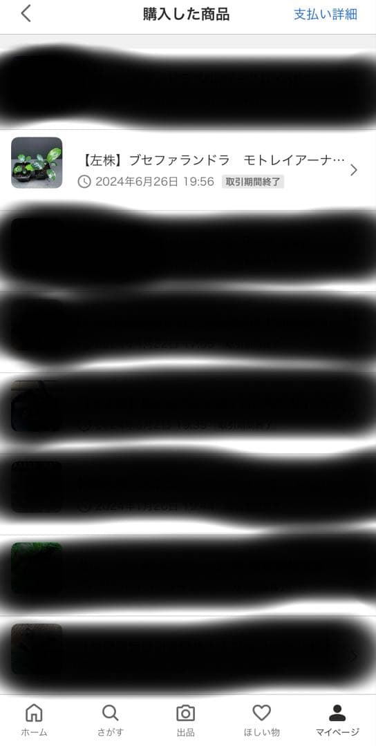 ブセファランドラ　モトレイアーナ　ミリ産　2016年　PV便