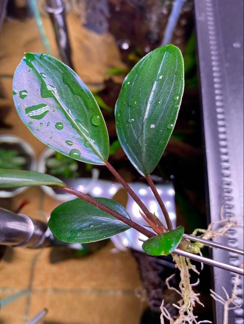 ブセファランドラ　モトレイアーナ　ミリ産　2016年　PV便