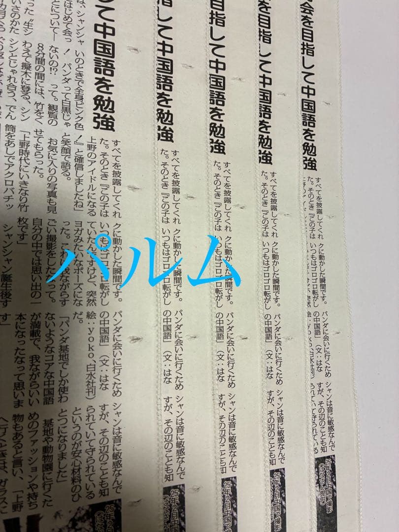 【折らずに梱包】日刊 パンダイ【5部】店頭Pop【1枚】ゲンダイ 新聞