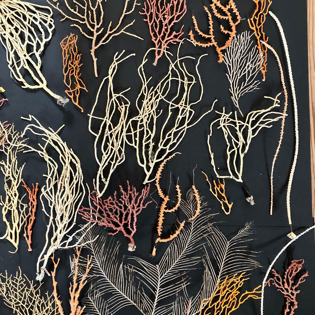 最終値下げ　高知県産珊瑚セット