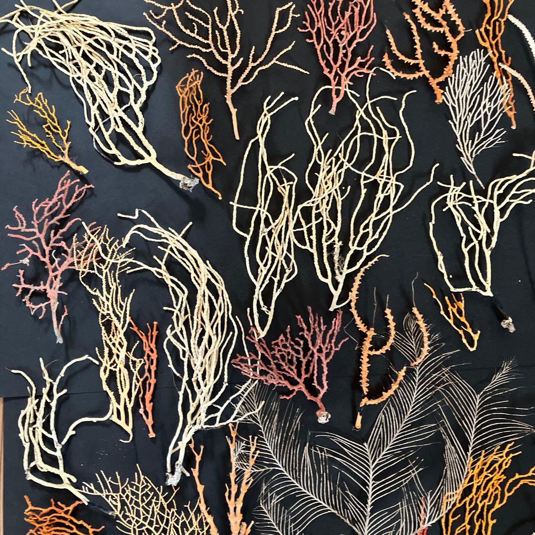 最終値下げ　高知県産珊瑚セット