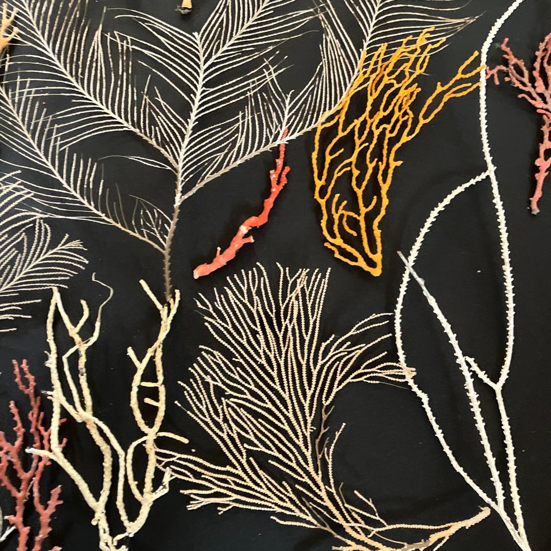 最終値下げ　高知県産珊瑚セット