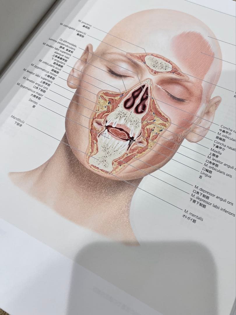 グラフィックスフェイス　解剖図譜
