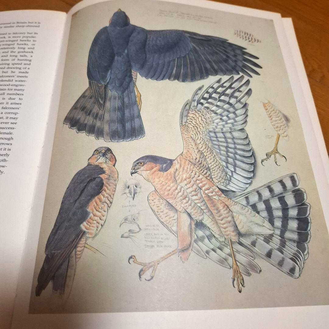 Tunnicliffe's Birds　鳥の測定図集　鳥図鑑　洋書