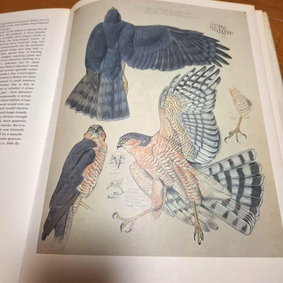 Tunnicliffe's Birds　鳥の測定図集　鳥図鑑　洋書