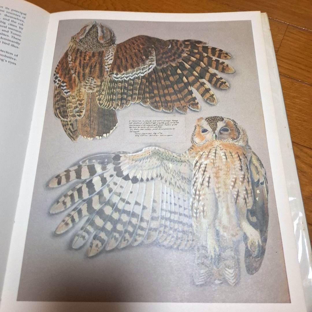 Tunnicliffe's Birds　鳥の測定図集　鳥図鑑　洋書