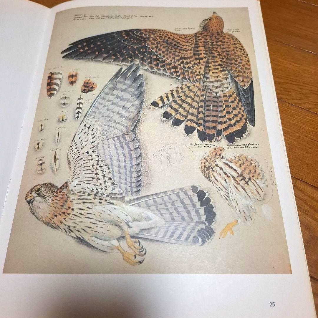 Tunnicliffe's Birds　鳥の測定図集　鳥図鑑　洋書