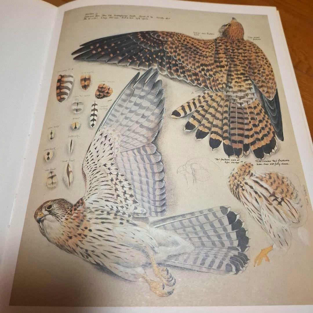 Tunnicliffe's Birds　鳥の測定図集　鳥図鑑　洋書