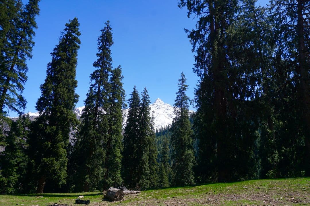 インドヒマラヤ産　ガーデンクォーツ　グリーンカイヤナイト　マクラメ　ネックレス