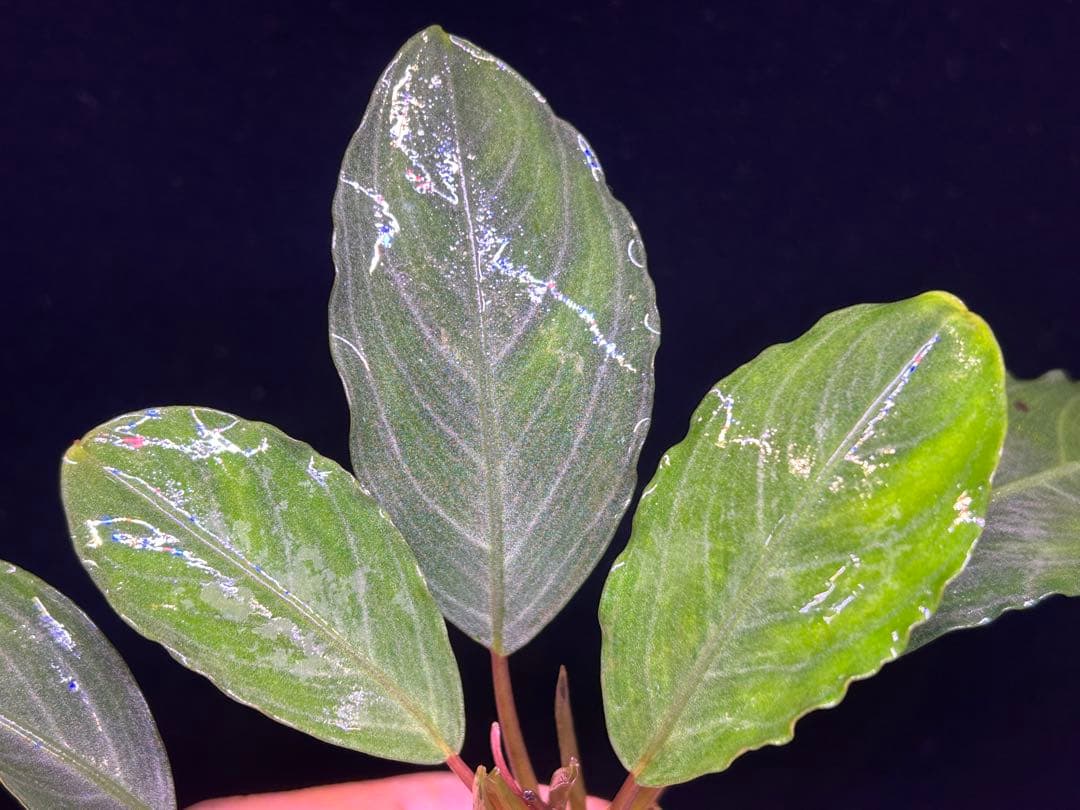 【TB便】Bucephalandra sp.Pearl gray水上育成株