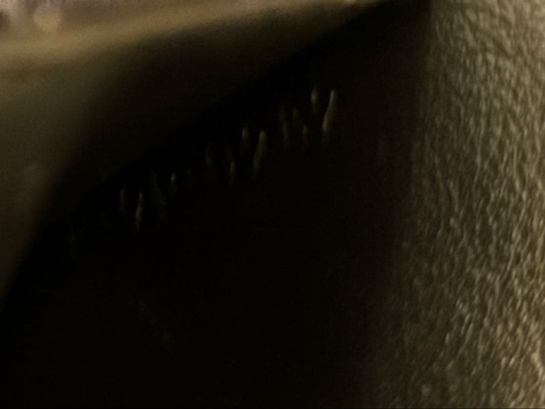 e*n様 トリフォールドスモールウォレット　CELINE 三つ折り財布 保存袋付