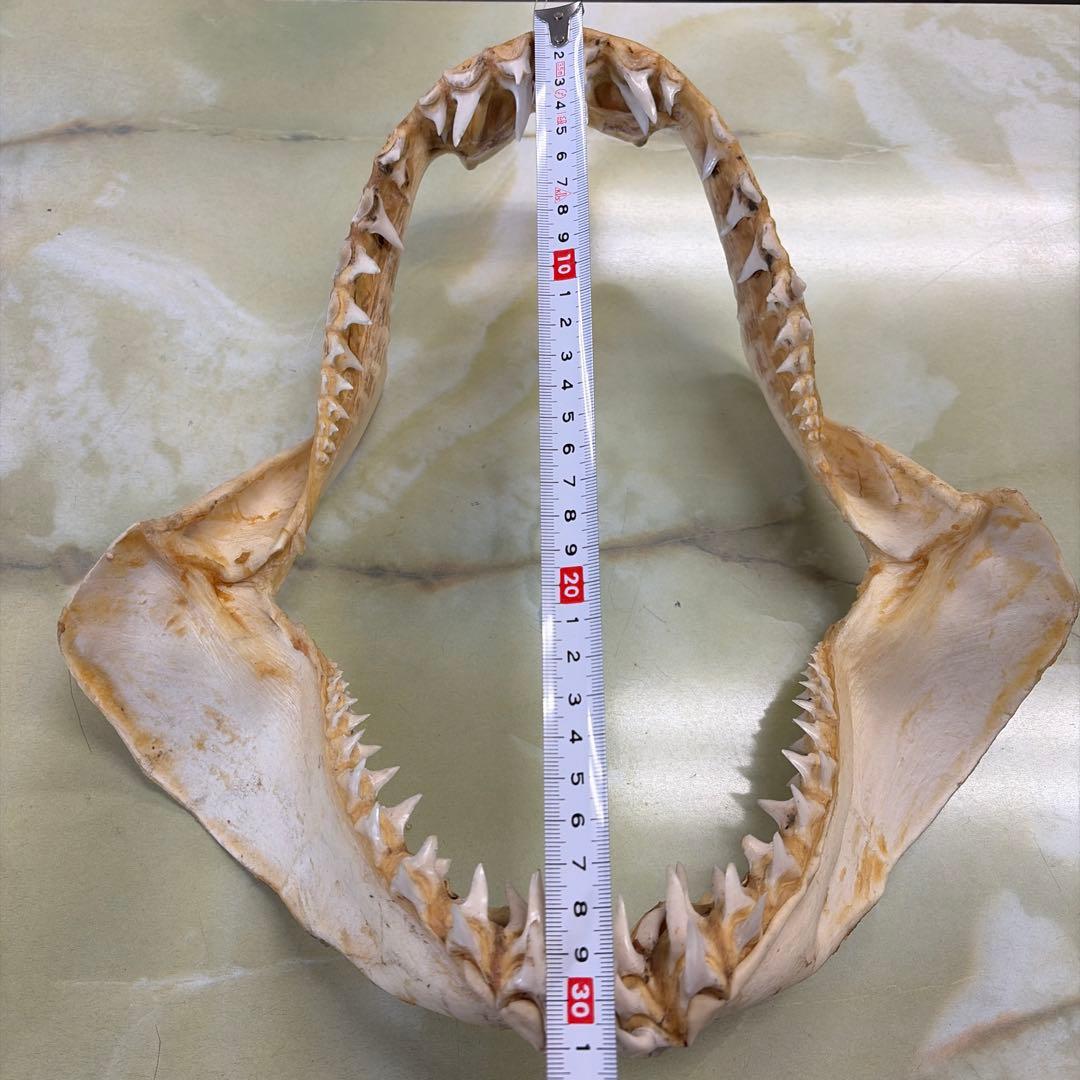 鮫 サメ 顎 歯 牙 骨格 標本 頭骨 剥製 オブジェ インテリア