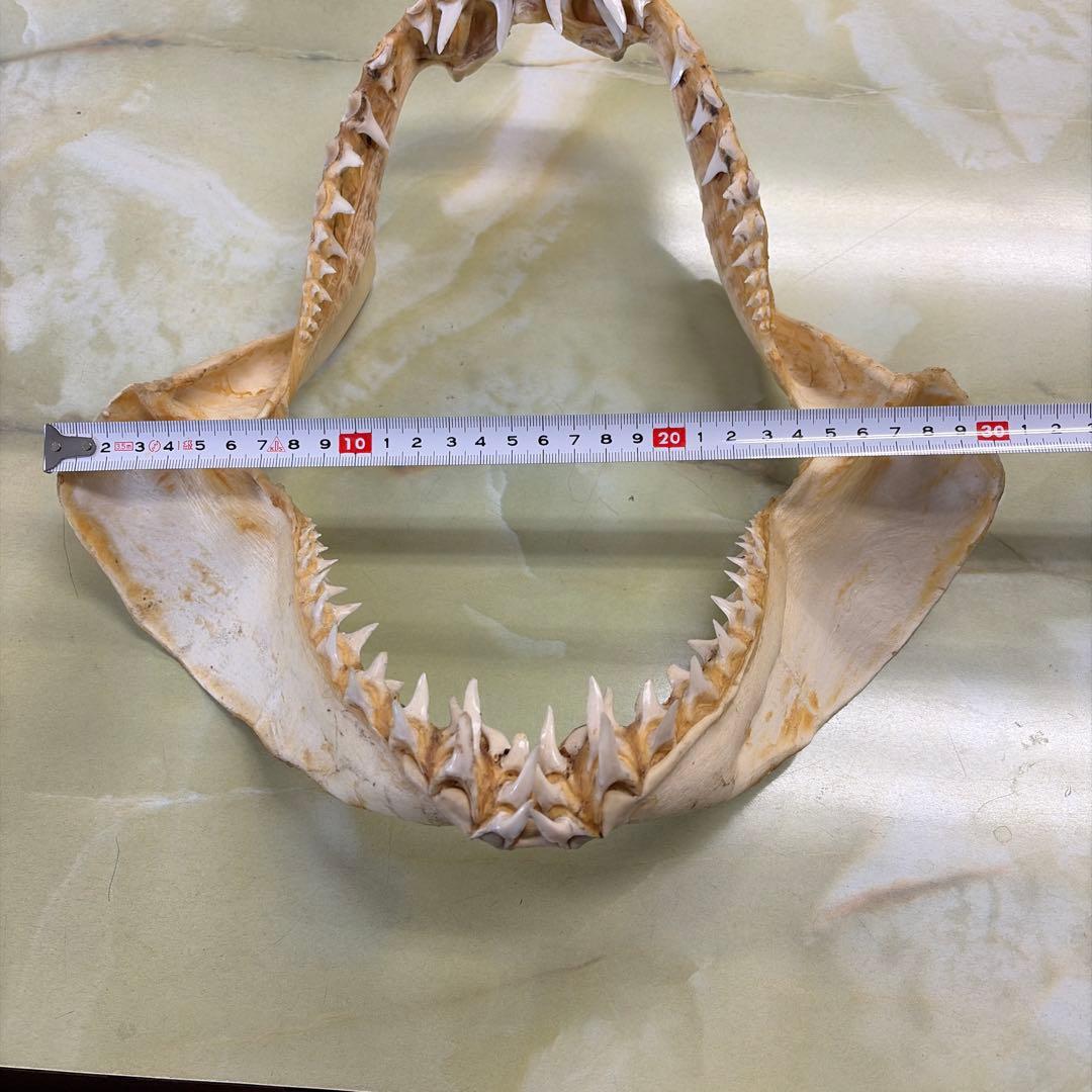 鮫 サメ 顎 歯 牙 骨格 標本 頭骨 剥製 オブジェ インテリア