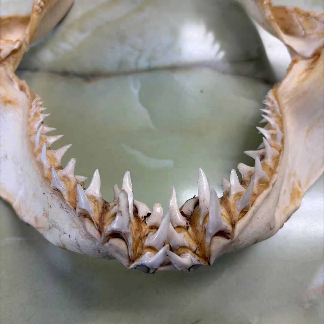 鮫 サメ 顎 歯 牙 骨格 標本 頭骨 剥製 オブジェ インテリア