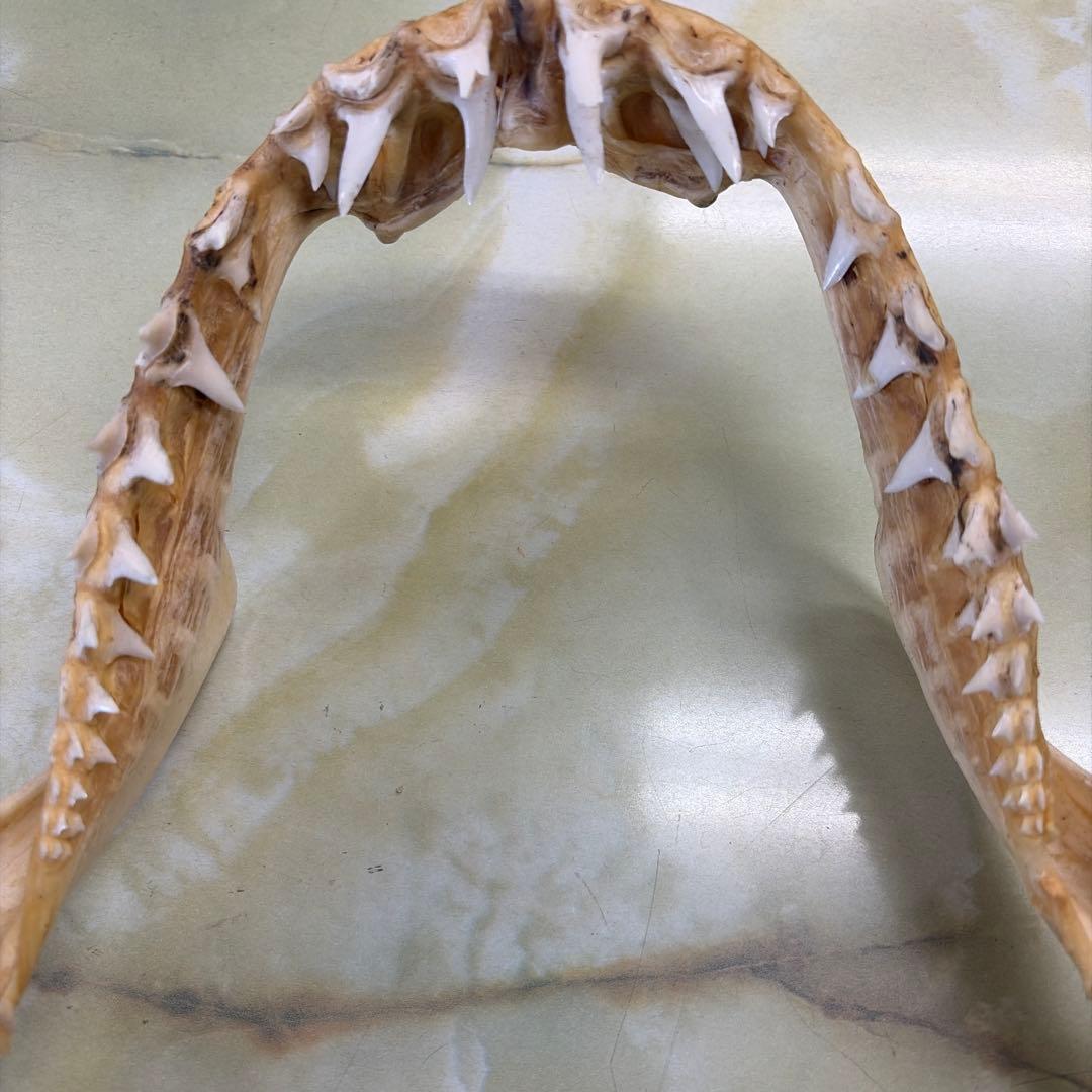 鮫 サメ 顎 歯 牙 骨格 標本 頭骨 剥製 オブジェ インテリア