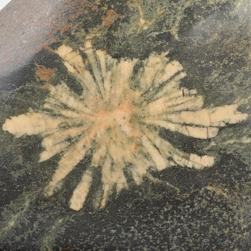 にの　鑑賞石　菊花石　置物　重さ約3019g　唐木台付　C　R6678