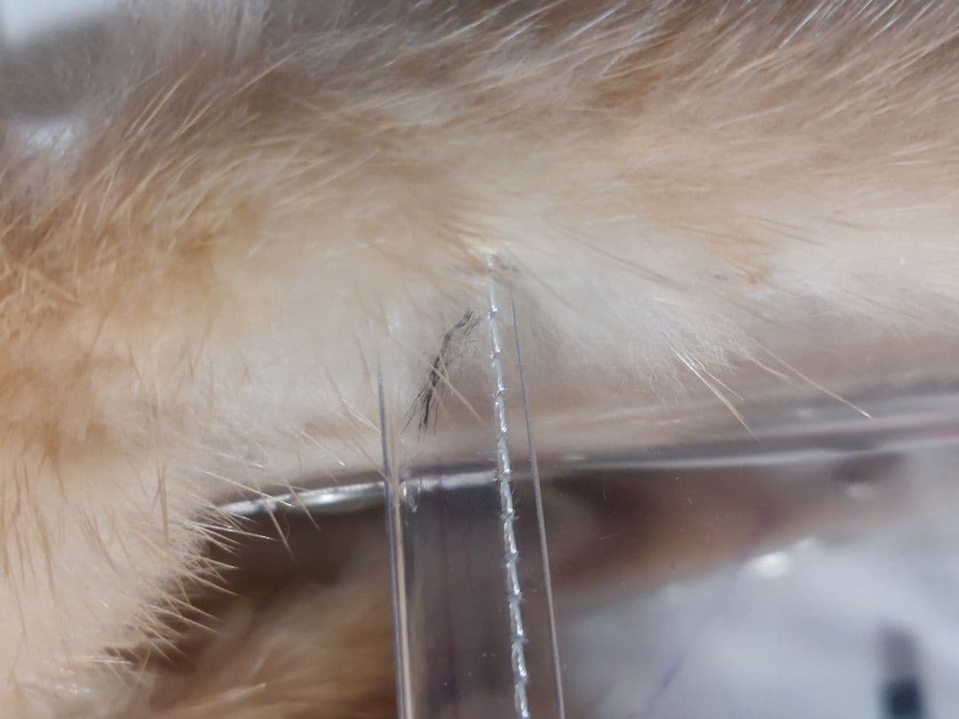 LUDLOWラドロー ミンクトリメッドPVCショルダーバッグ