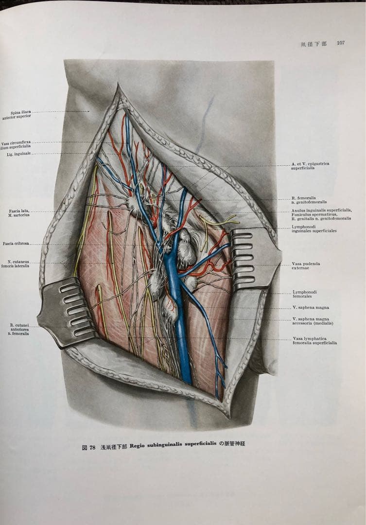 『T papaの』ランツ下肢臨床解剖学（1979年） ヨハネス・ラング他