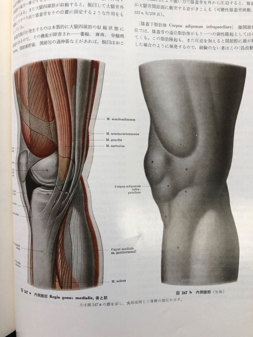 『T papaの』ランツ下肢臨床解剖学（1979年） ヨハネス・ラング他