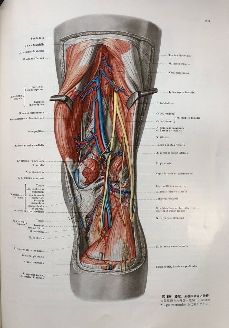 『T papaの』ランツ下肢臨床解剖学（1979年） ヨハネス・ラング他