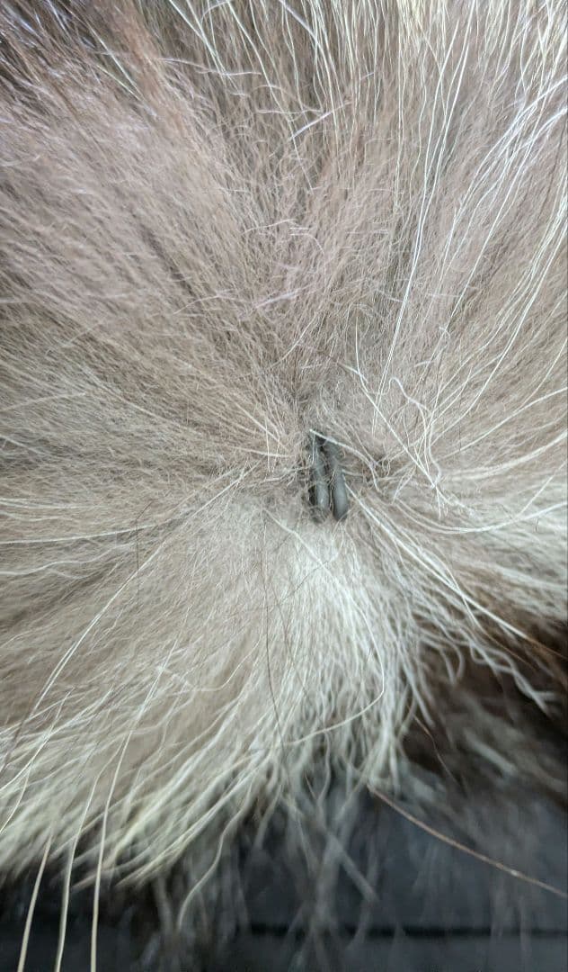 シルバーフォックス·エリありショール·キツネ·毛皮