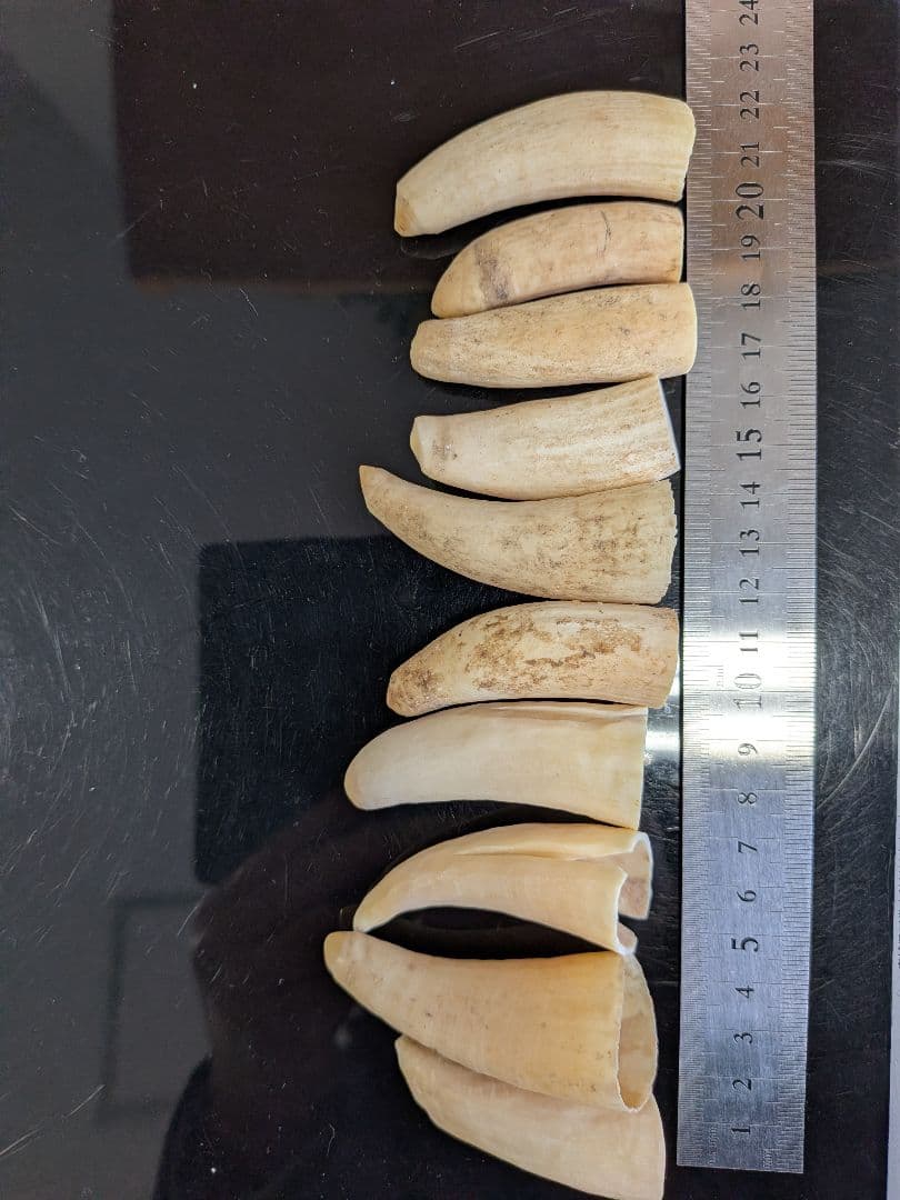 マッコウ鯨歯　本物　小さい歯10個セット