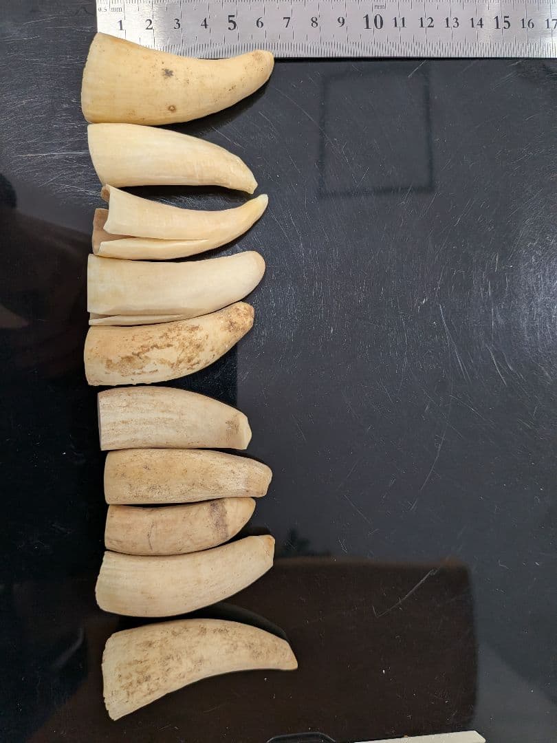 マッコウ鯨歯　本物　小さい歯10個セット