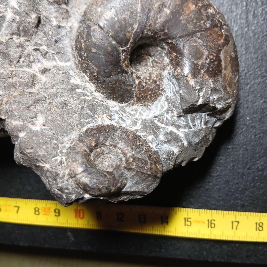 三笠産アンモナイト共生化石