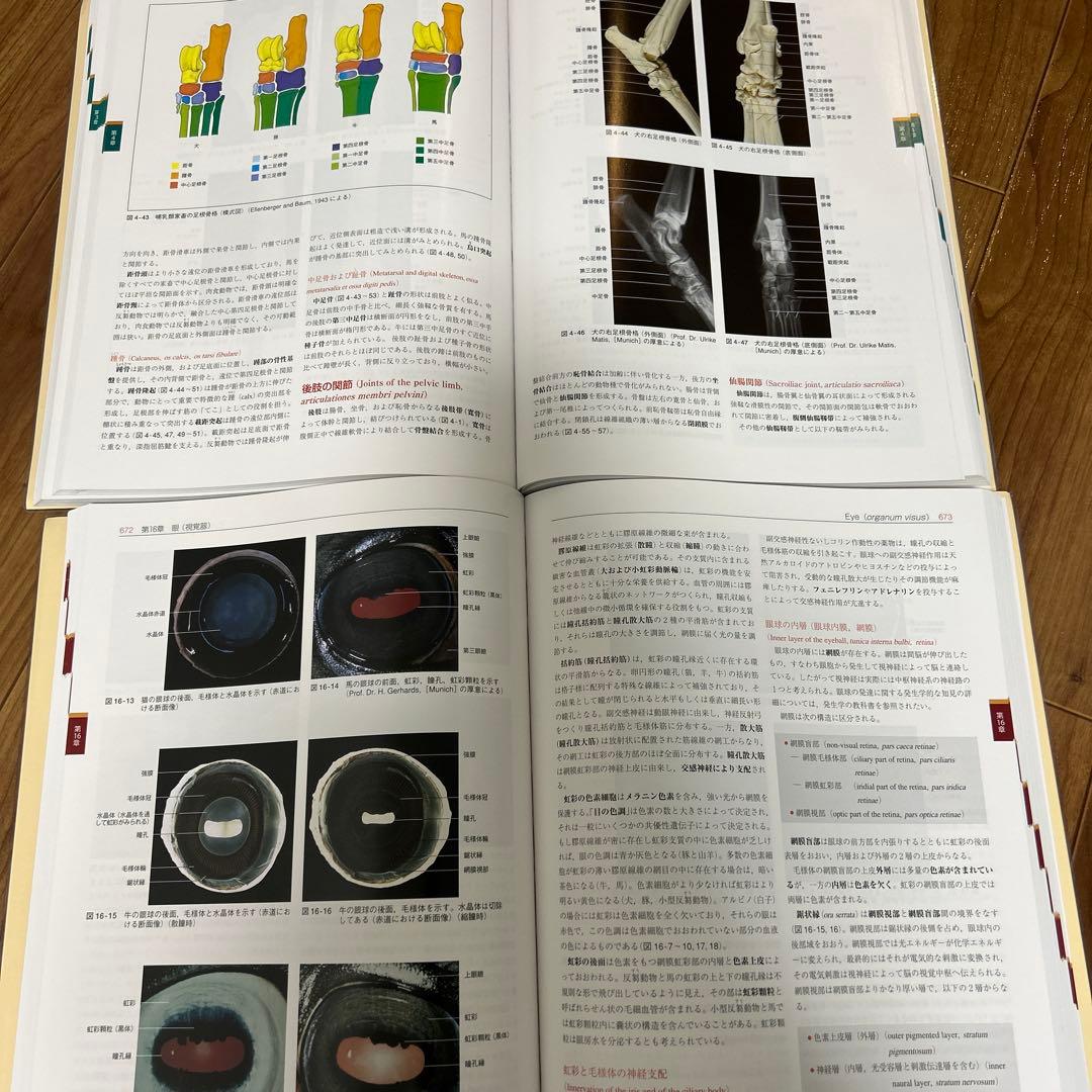 カラーアトラス獣医解剖学 下巻