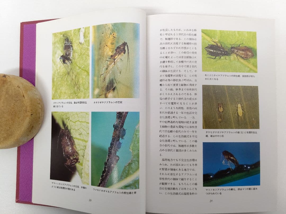 『日本原色アブラムシ図鑑』アブラムシ 希少本 稀覯本 森津孫四郎 著
