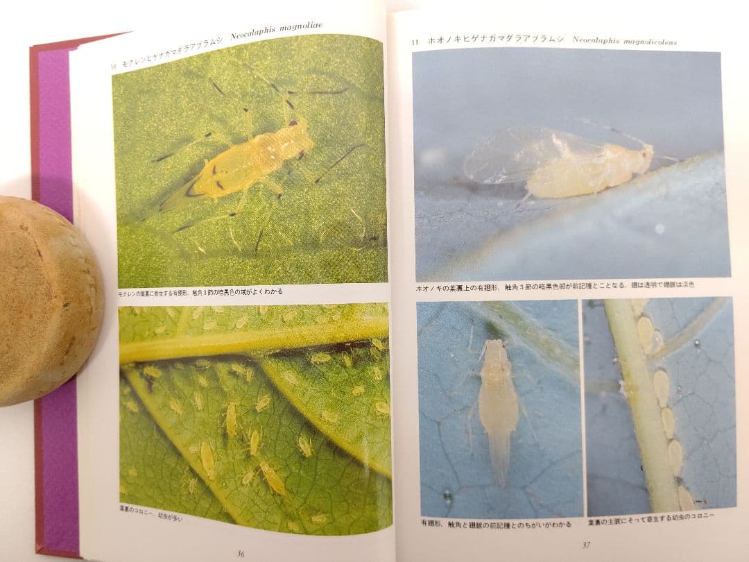 『日本原色アブラムシ図鑑』アブラムシ 希少本 稀覯本 森津孫四郎 著