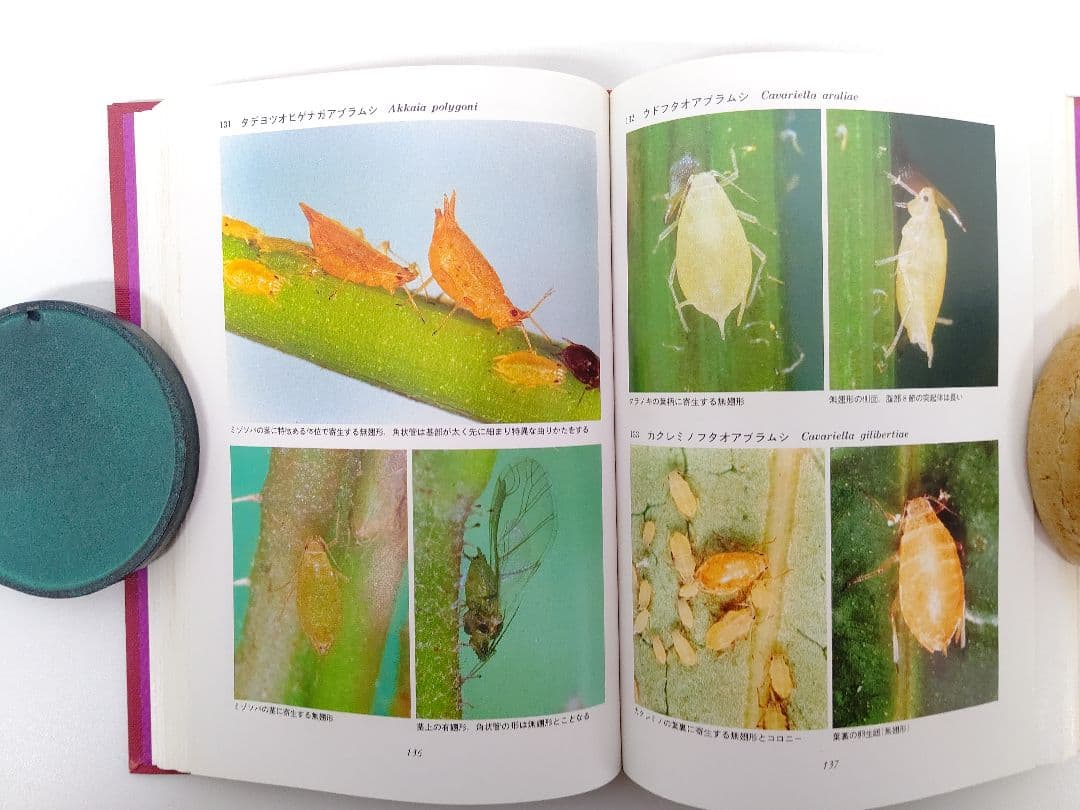 『日本原色アブラムシ図鑑』アブラムシ 希少本 稀覯本 森津孫四郎 著
