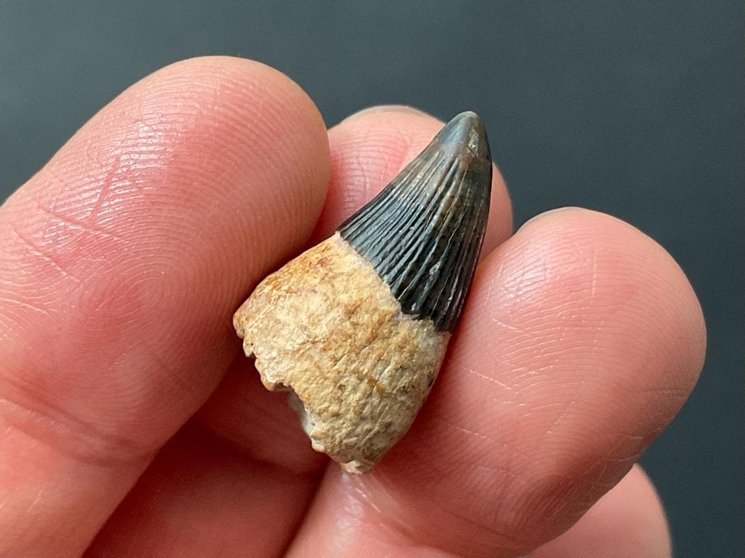 イクチオサウルス 歯 [IC1] 化石 恐竜