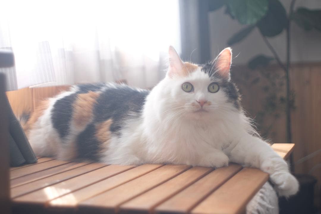 値下★最終価格★作例ありJena Flektogon 35mm f2.8 m42