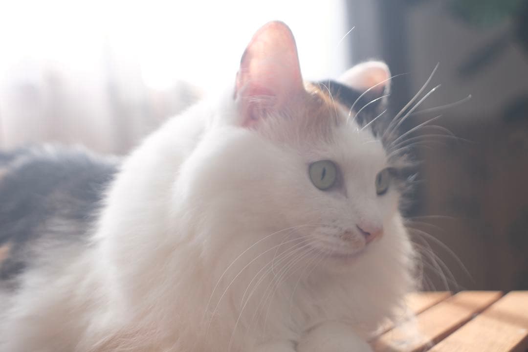 値下★最終価格★作例ありJena Flektogon 35mm f2.8 m42