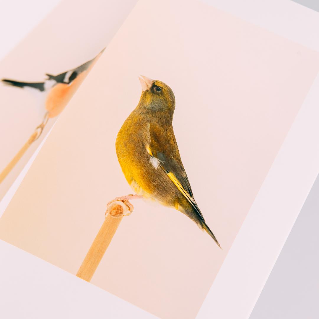 【美品】Luke Stephenson 作品集【希少本】