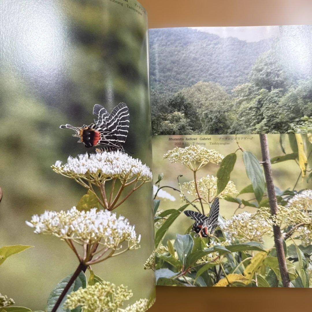 ブータンの蝶類 : Butterflies of Bhutan