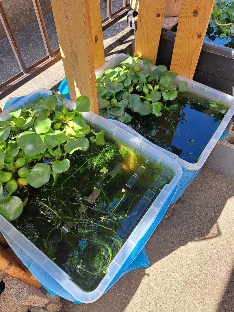 【1000本】天然 アナカリス