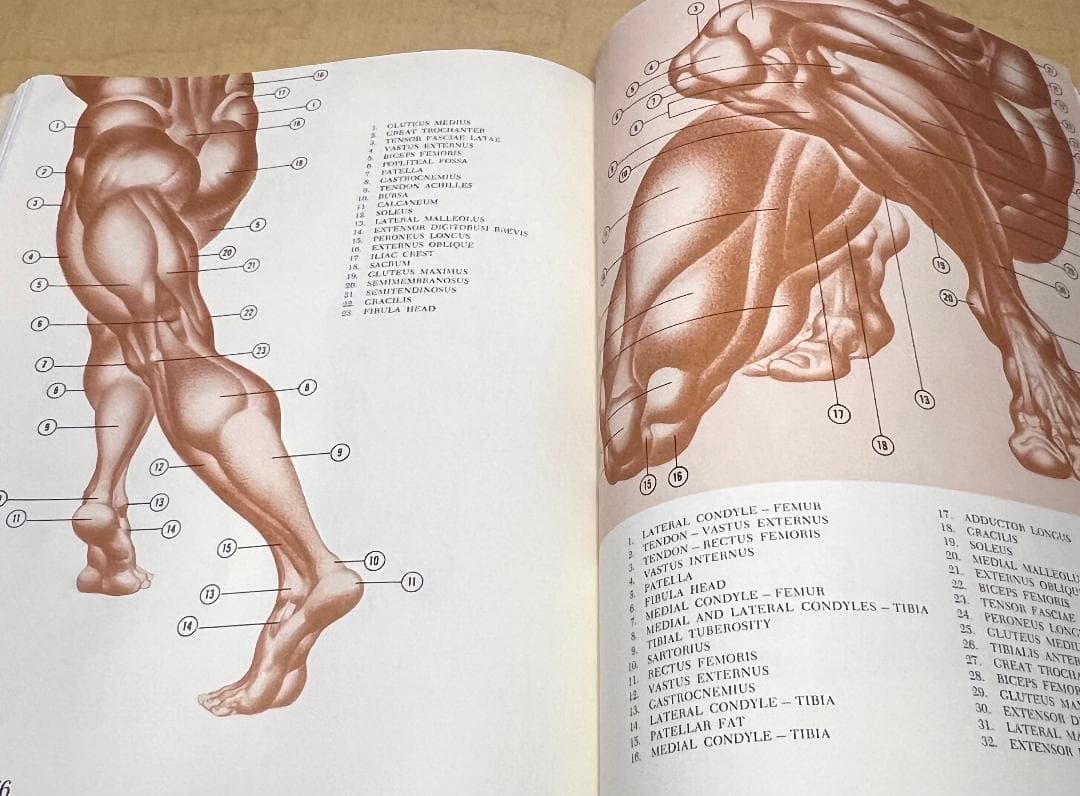 1958年初版 Dynamic Anatomy by HogarthBurne